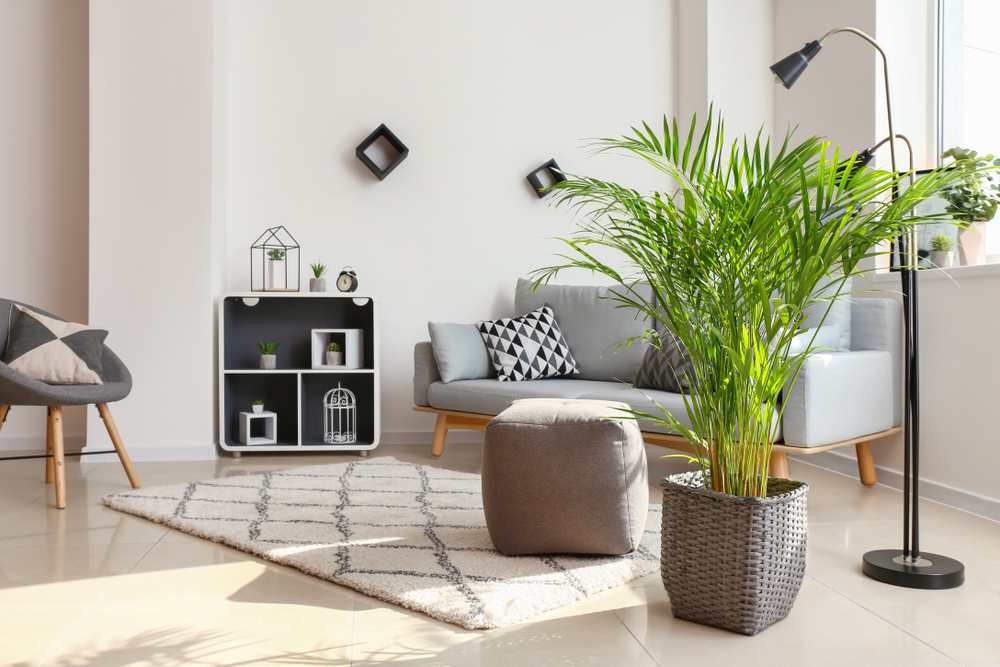plant decoration living room