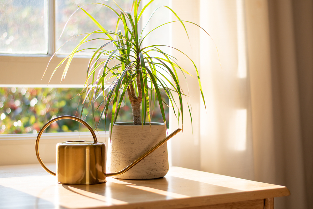 air purifying plants