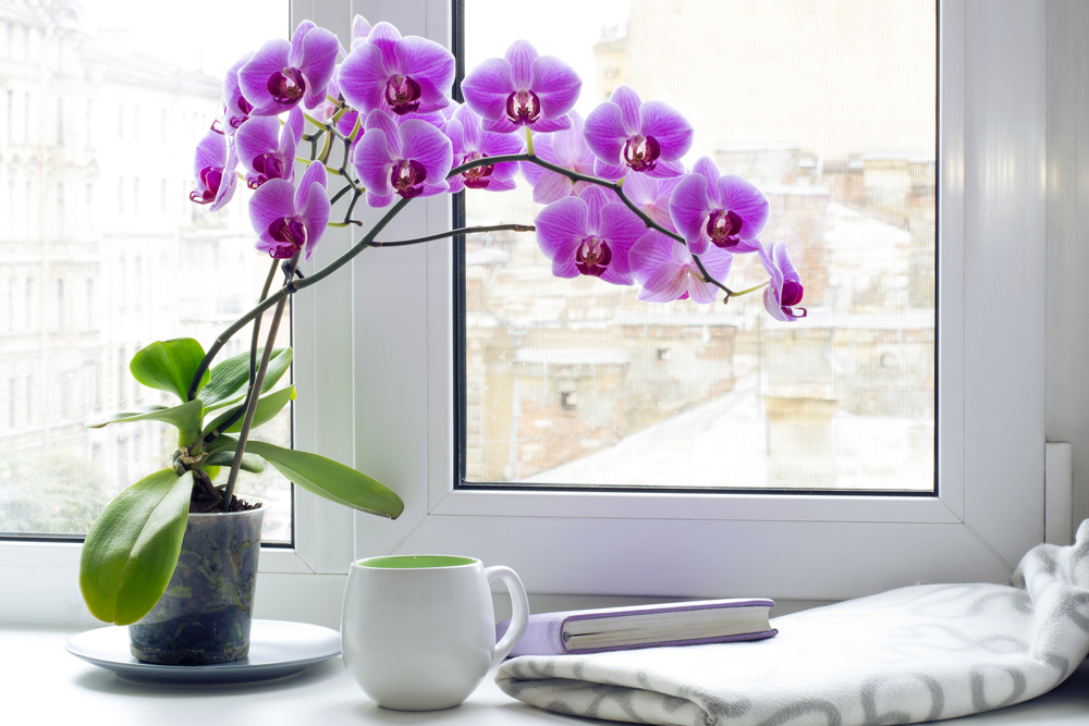 flowering plants for living room