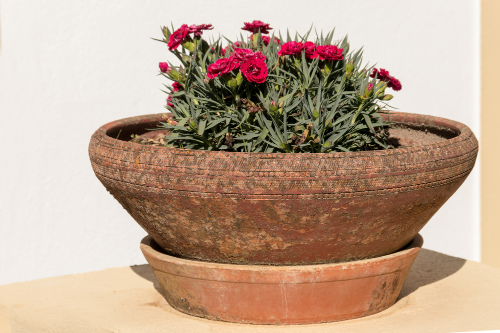 flowering plants for living room