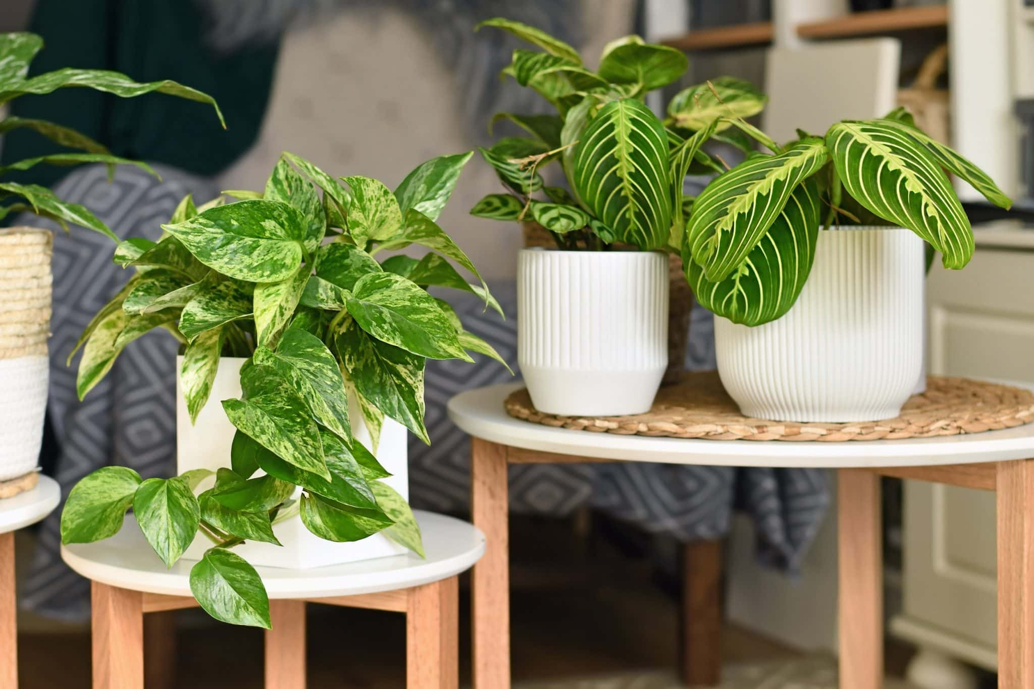 Bring Good Luck Home: Indoor Decoration Ideas with Money Plant ...