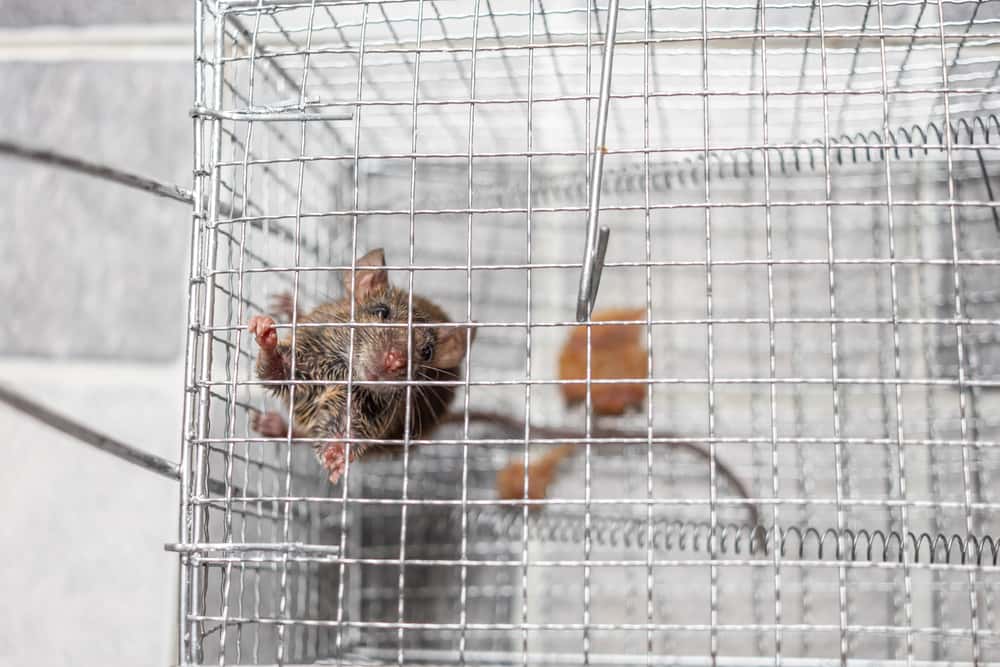 Pest Control Rat Traps, Professional Multi Captsure Vietnam