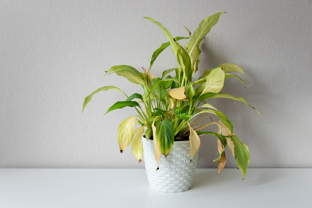 Are You Killing Your Plants with Too Much Water? - HomeLane Blog