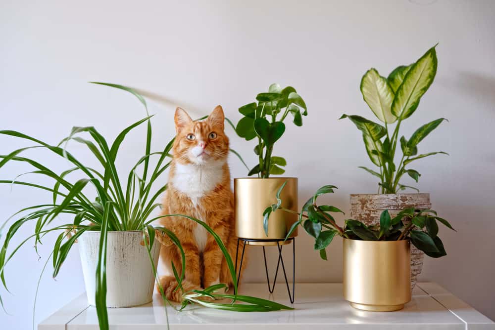 43 Amazing Plant Table Ideas - 268