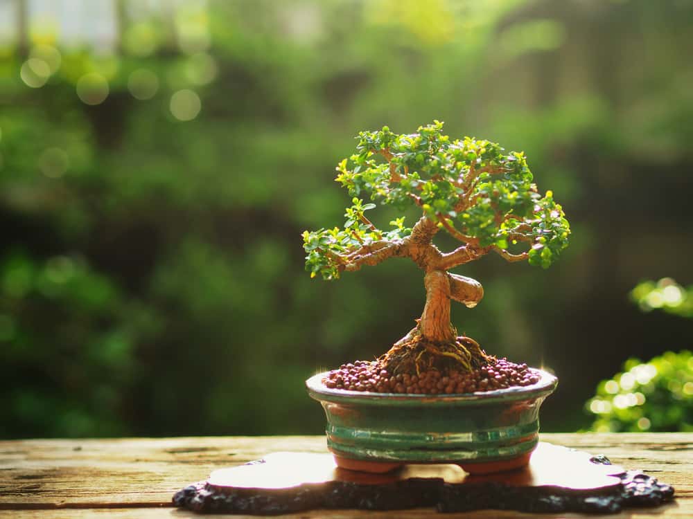 BONZAI PLANT I WANT YOU FOR A GIFT