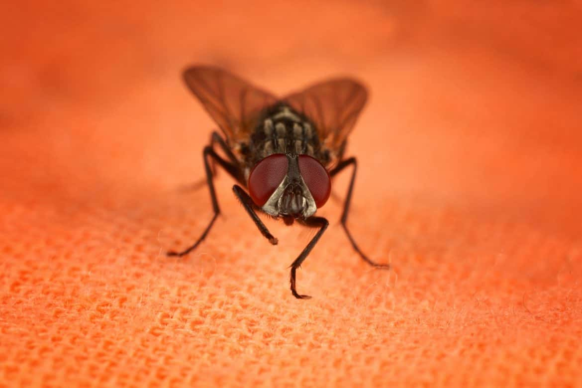 How to Get Rid of House Flies Quickly and Keep Them Out Permanently